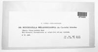 Schizonella melanogramma image